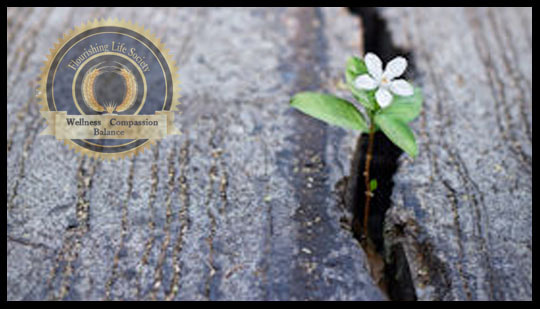 A small flower growing through a crack in the asphalt. An article on succeeding despite difficult forces. Help Yourself