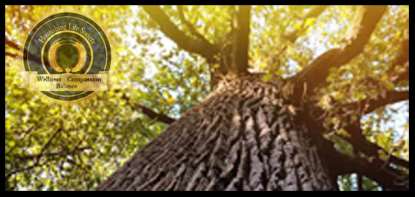 A great oak. A Flourishing Life Society article on reaching Our Human Potential