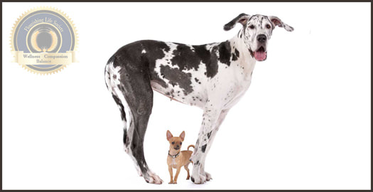 A big dog standing over a little dog. A Flourishing Life Society article on major life improvements achieved from seemingly small changes