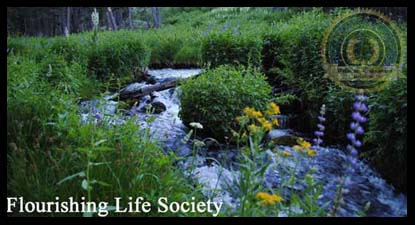 A little stream in a meadow below Mount Lassen. A Flourishing Life Society article on the mental health benefits of nature. 