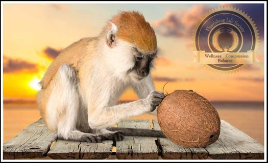 A monkey holding a coconut. A Flourishing Life Society article on self-imposed limitations