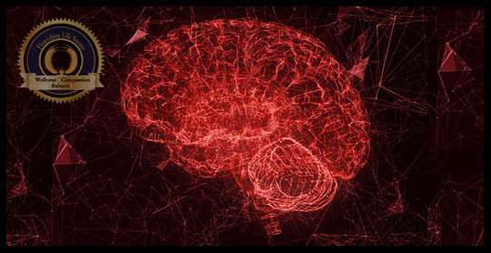A image of the brain. A Flourishing Life Society article on neuroplasticity