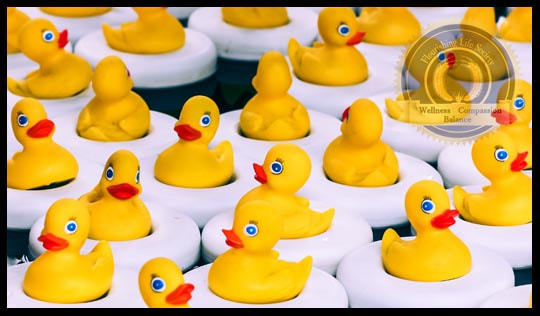 A dozen rubber duckies exactly the same. A Flourishing Life Society article on the lure of remaining unchanged, staying the same.