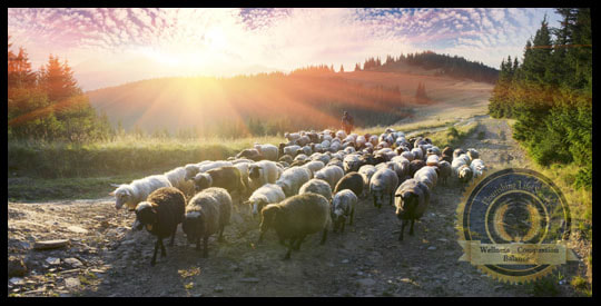 A heard of Sheep walking down the road. A Flourishing Life Society article on autonomous searches for truth